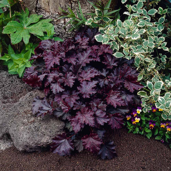 Purple Coral Bells Flower seeds for Planting - Sun Loving, Heirloom & GMO Free Seeds for Home Garden
 
 Sale seeds for planting in home garden