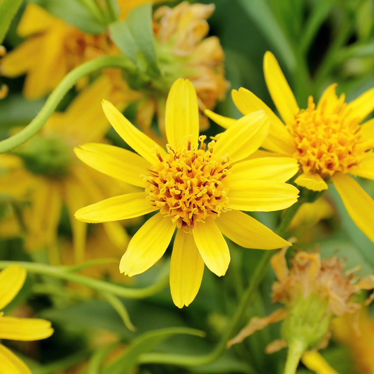 Yellow Arnica Montana Flower seeds for Planting Vibrant Colors Heirloom & GMO Free Seeds for Home Garden 
 
 Sale seeds for home garden planting
