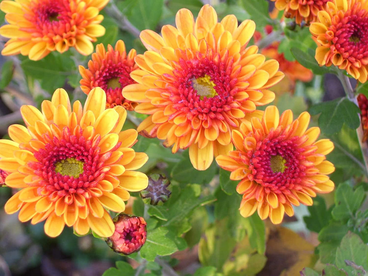 Yellow Red Chrysanthemum Flower seeds for Planting - Bright Blooms, Heirloom & GMO Free Seeds for Home Garden
 
 Sale seeds for home garden