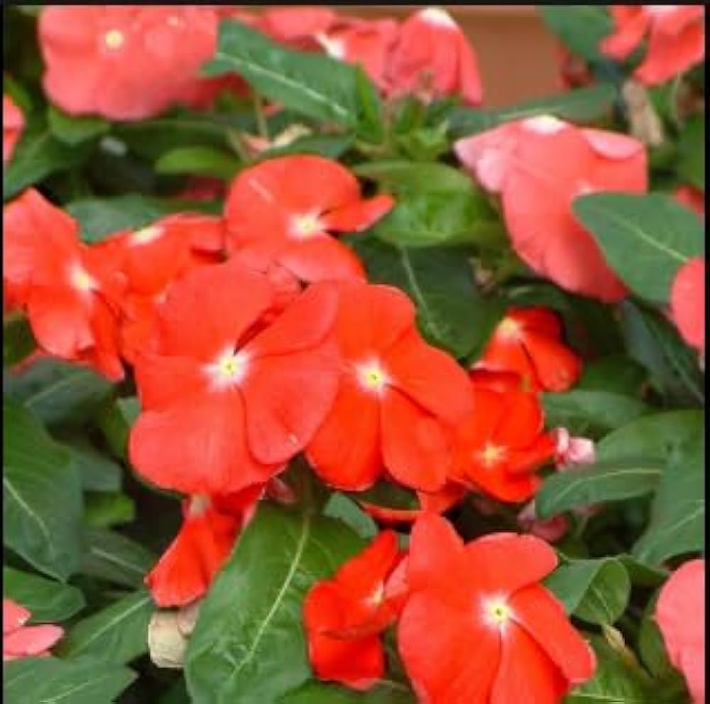 Orange Periwinkle Flower seeds for Planting - Pollinator Friendly, Heirloom & GMO Free Seeds for Home Garden
 
 Sale seeds for planting in home garden