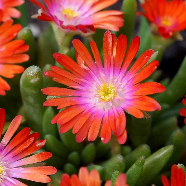 Red Delosperma Flower seeds for Planting Fragrant Blossoms Heirloom & GMO Free Seeds for Home Garden 
 
 Sale for planting in home garden