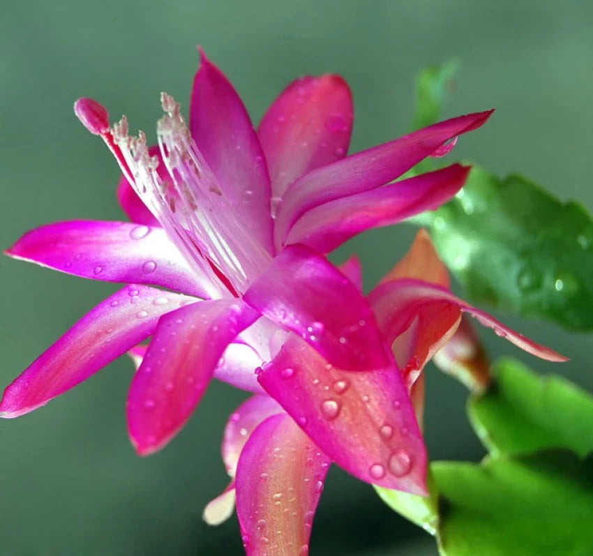 Purple Zygocactus Truncatus Flower seeds for Planting - Sun Loving, Heirloom & GMO Free Seeds for Home Garden
 
 Sale seeds for planting in home garden