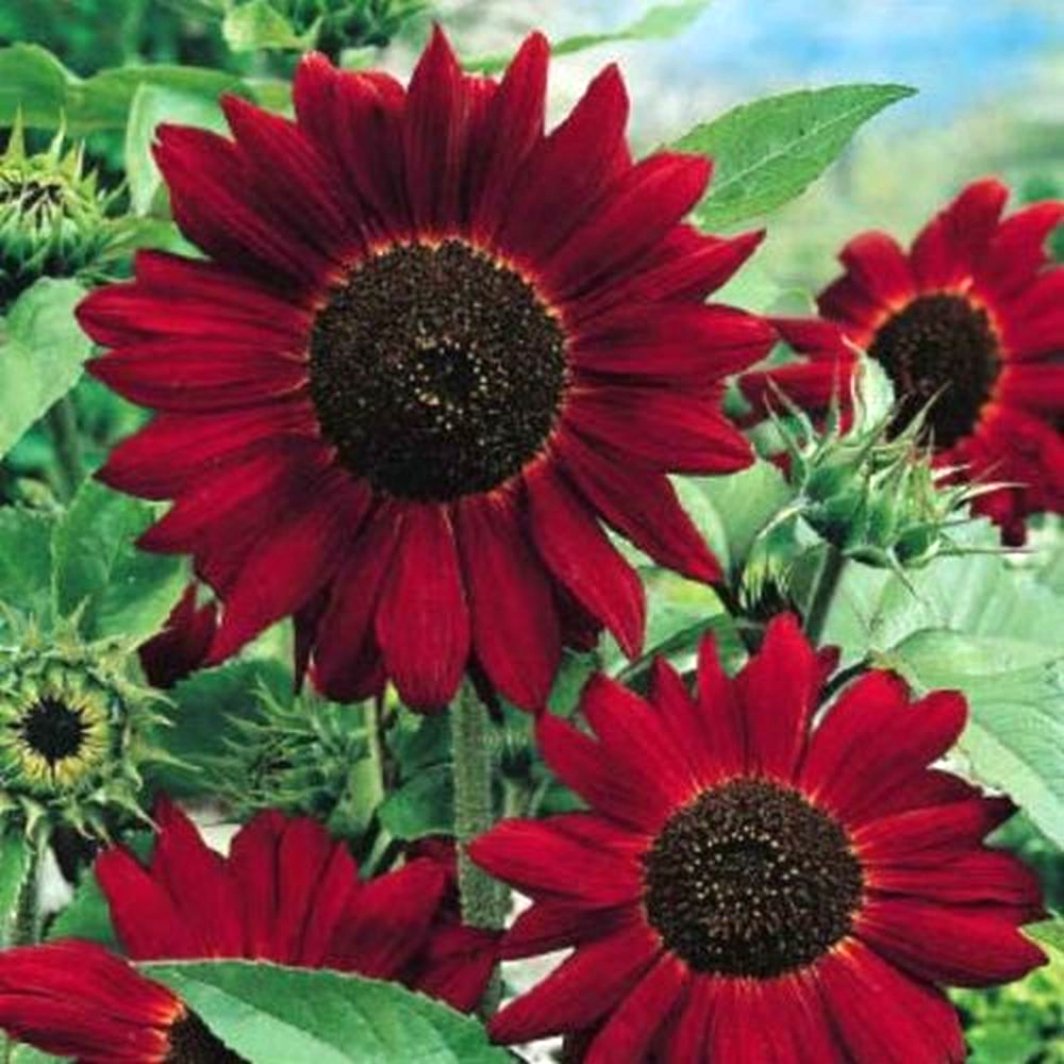 Red Helianthus Flower seeds for Planting - Sun Loving, Heirloom & GMO Free Seeds for Home Garden
 
 Sale for planting in home garden