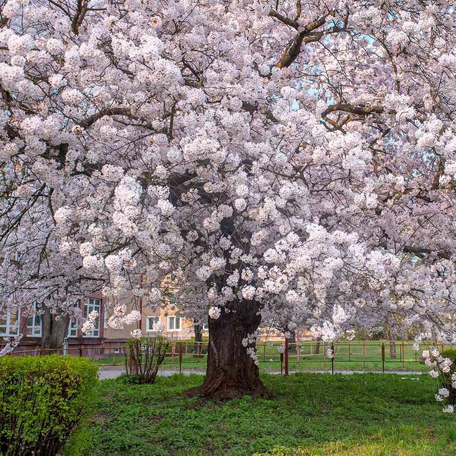 Yoshino Flower seeds for Planting - Compact Growth, Heirloom & GMO Free Seeds for Home Garden
 
 Sale seeds for planting in home garden