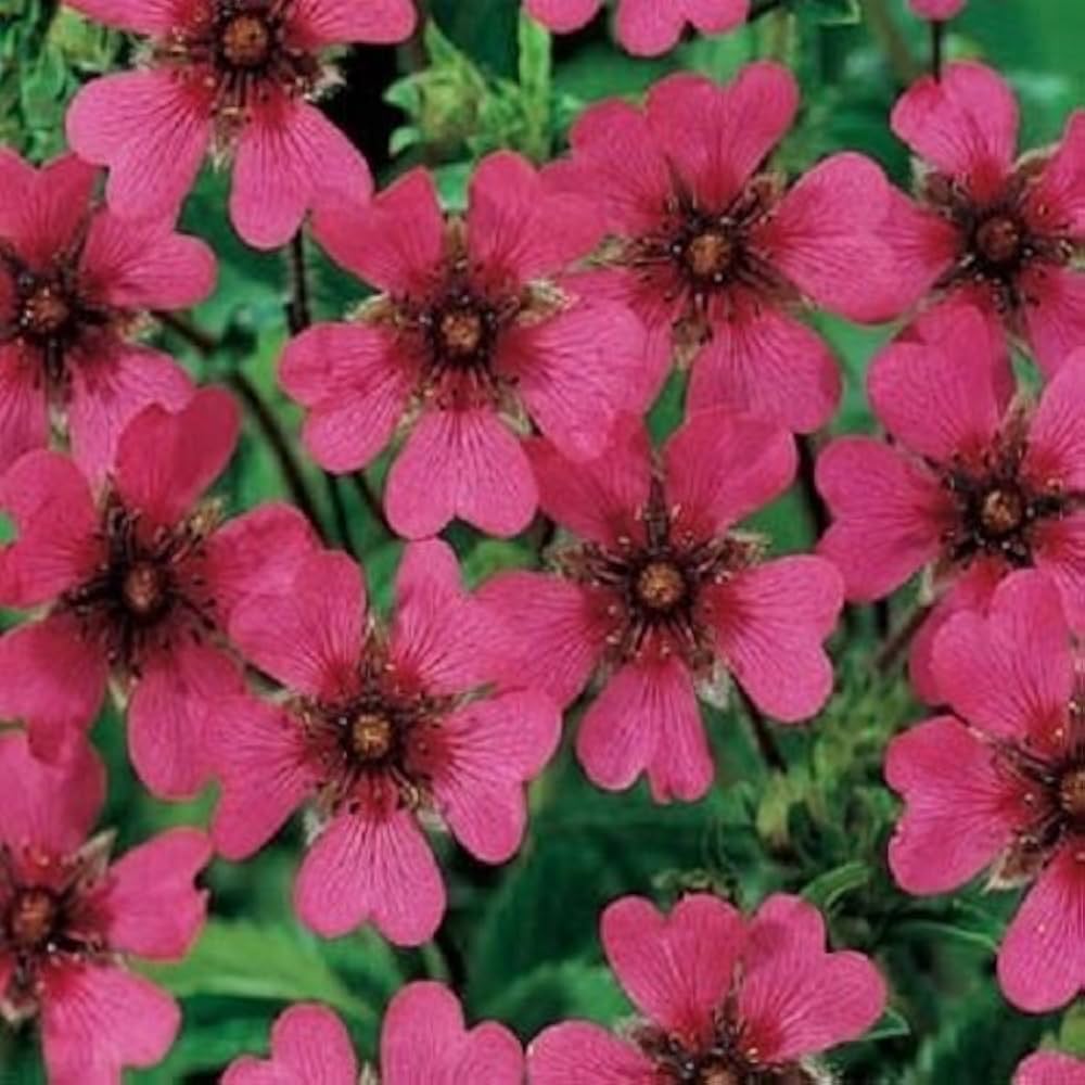 Pink Potentilla Nepalensis Flower seeds for Planting - Cut Flower Favorite, Heirloom & GMO Free Seeds for Home Garden
 
 Sale seeds for planting in home garden