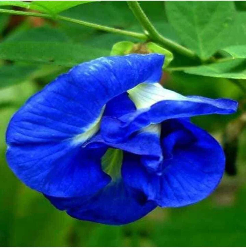 Blue Clitoria Flower seeds for Planting - Vibrant Colors, Heirloom & GMO Free Seeds for Home Garden
 
 Sale seeds for planting in home garden