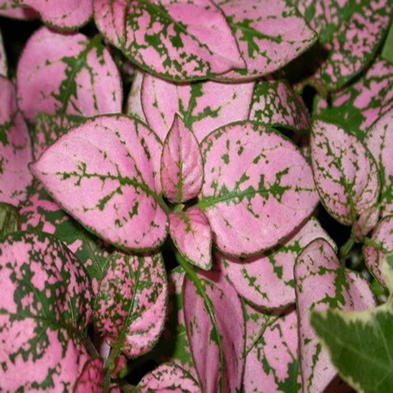 Pink Hypoestes Polka Flower seeds for Planting - Pollinator Friendly, Heirloom & GMO Free Seeds for Home Garden
 
 Sale seeds for home garden