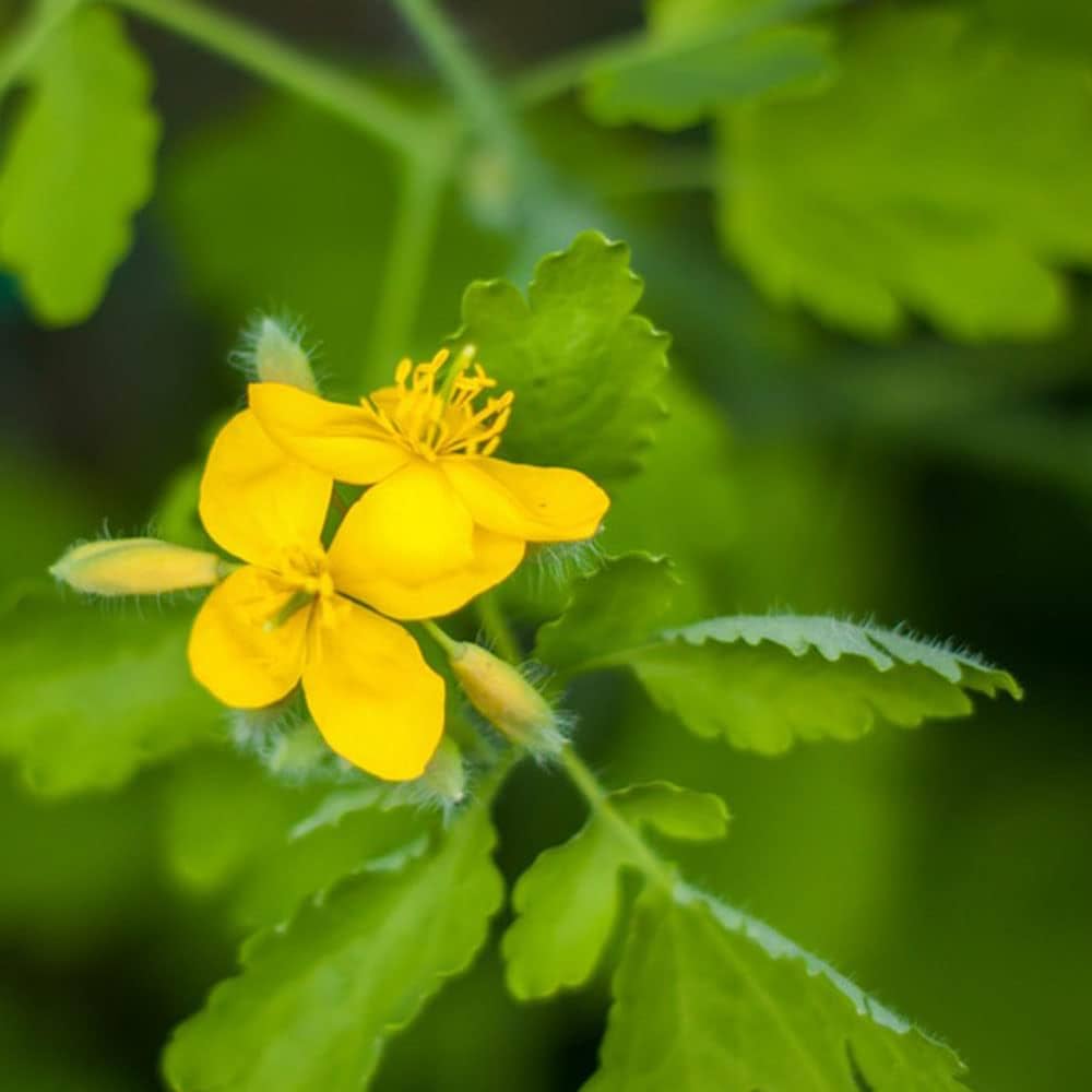 Celandine Flower seeds for Planting Pollinator Friendly Heirloom & GMO Free Seeds for Home Garden 
 
 Sale seeds for home garden planting