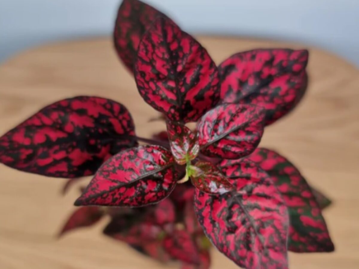 Red Hypoestes Flower seeds for Planting - Long Bloom Season, Heirloom & GMO Free Seeds for Home Garden
 
 Sale seeds for planting in home garden