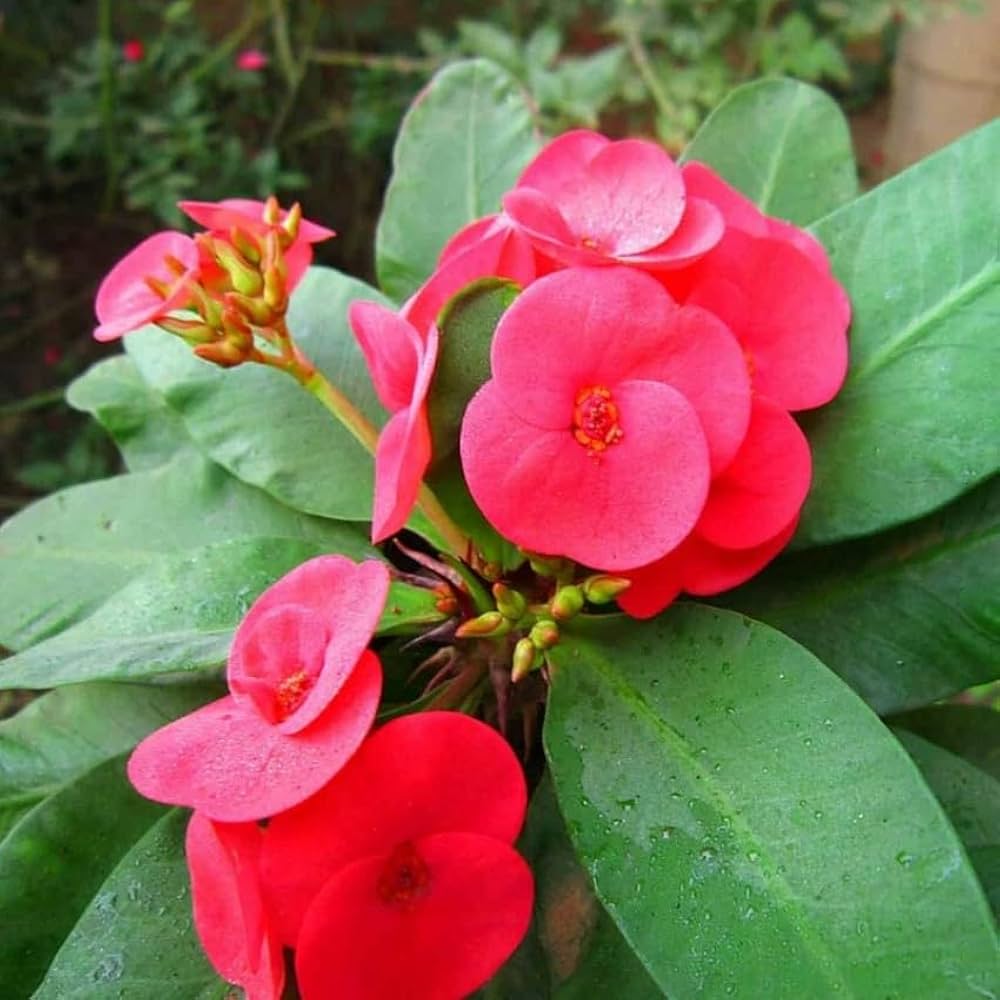 Red Euphorbia Milii Flower seeds for Planting Perfect for Borders Heirloom & GMO Free Seeds for Home Garden
 
 Sale seeds for home garden planting