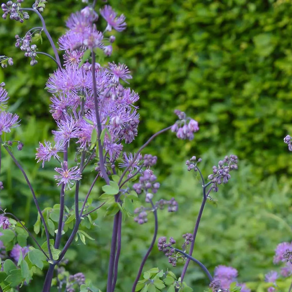 Lavender Thalictrum Flower seeds for Planting Premium Quality Heirloom & GMO Free Seeds for Home Garden 
 
 Sale seeds for home garden planting