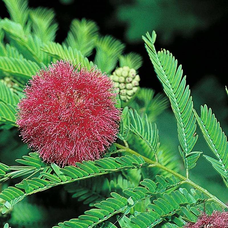 Mimosa Pudica Flower seeds for Planting - Fragrant Blossoms, Heirloom & GMO Free Seeds for Home Garden
 
 Sale seeds for home garden