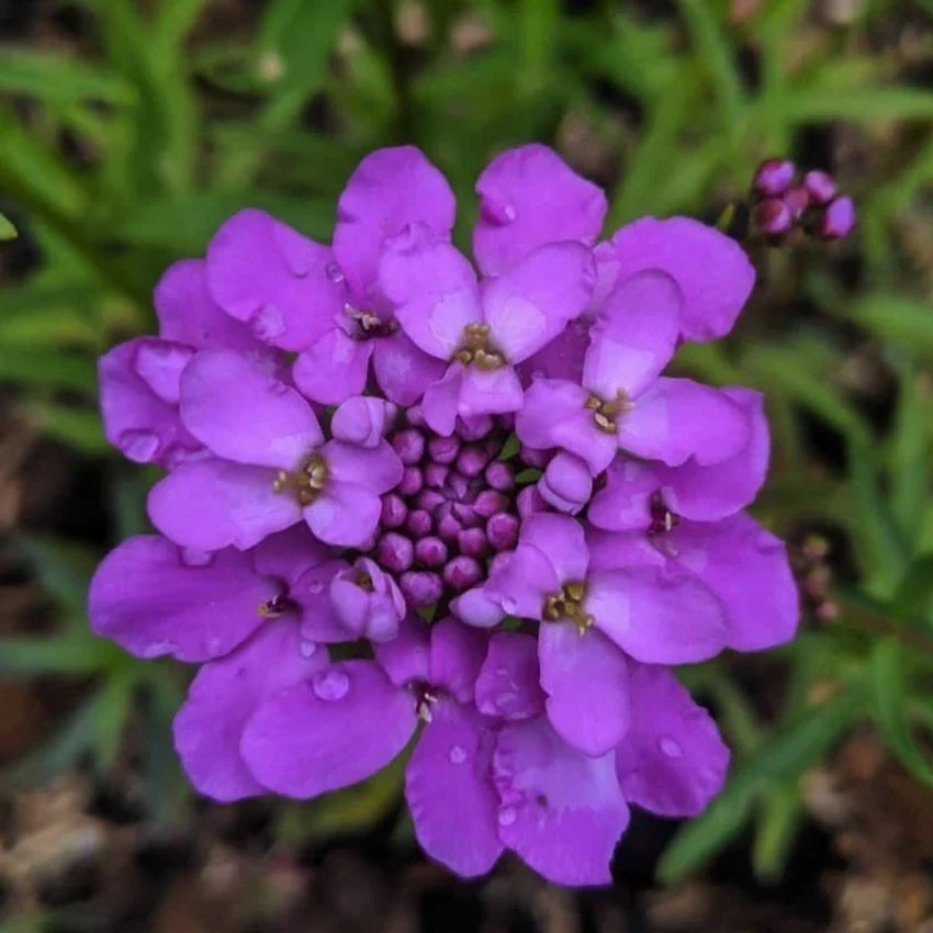 Violet Iberis Flower seeds for Planting - Hardy Variety, Heirloom & GMO Free Seeds for Home Garden
 
 Sale seeds for planting in home garden