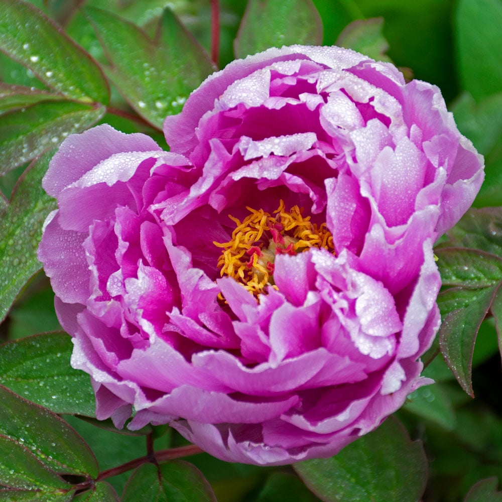Purple Paeonia Suffruticosa Flower seeds for Planting - Hardy Variety, Heirloom & GMO Free Seeds for Home Garden
 
 Sale seeds for planting in home garden