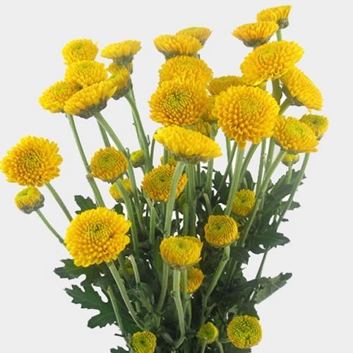 Yellow Button Flower seeds for Planting Low Maintenance Heirloom & GMO Free Seeds for Home Garden 
 
 Sale seeds for home garden planting