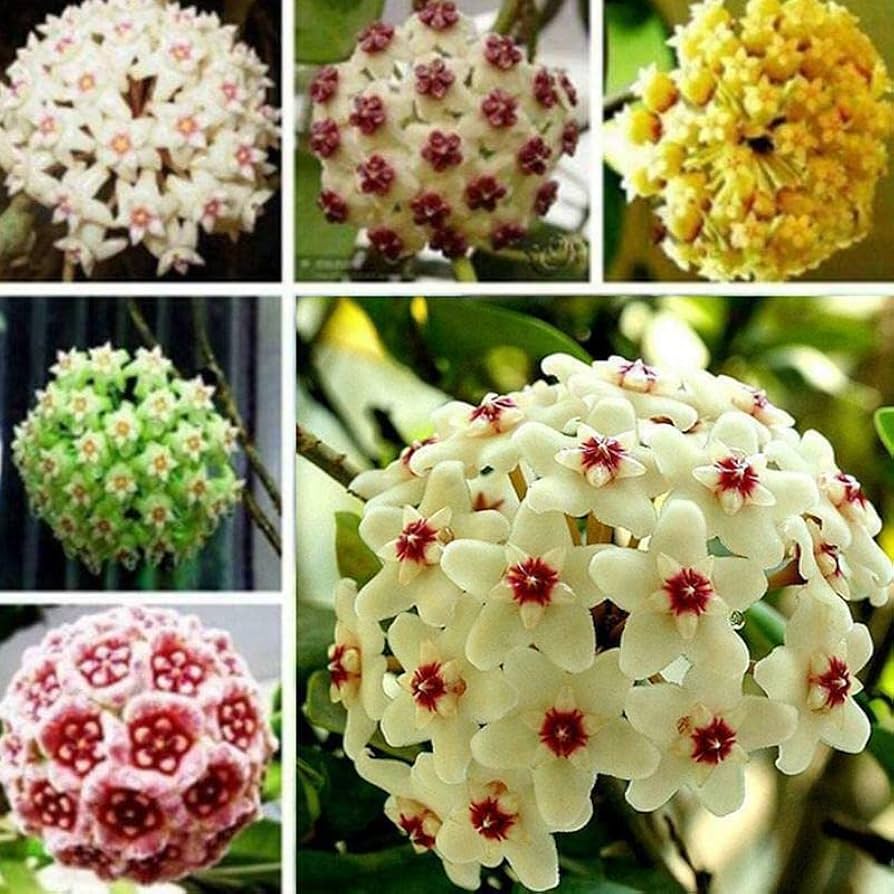 Mixed Hoya Flower seeds for Planting Cut Flower Favorite Heirloom & GMO Free Seeds for Home Garden 
 
 Sale seeds for home garden planting
