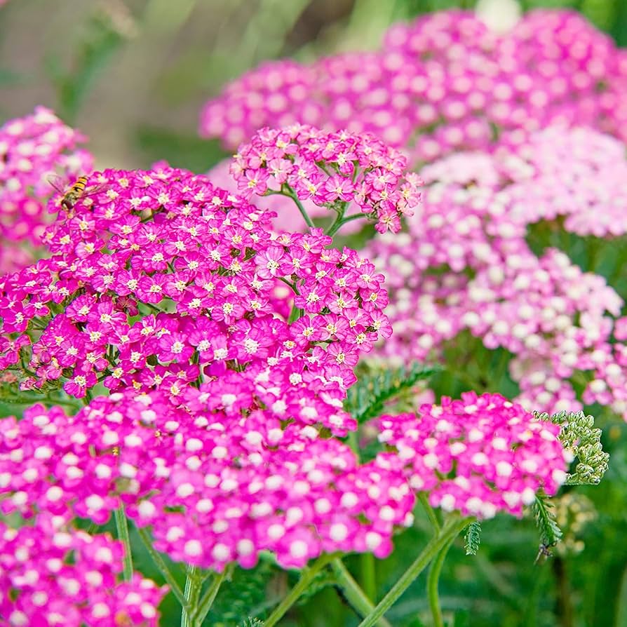 Cerise Achillea Flower seeds for Planting Sun Loving Heirloom & GMO Free Seeds for Home Garden 
 
 Sale seeds for home garden planting