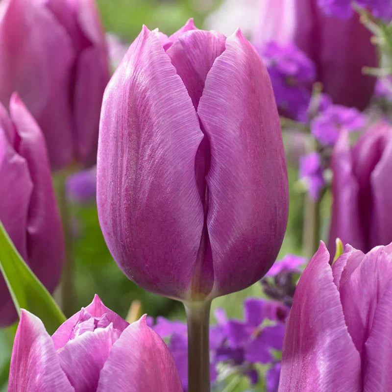 Purple Tulip Flower seeds for Planting Compact Growth Heirloom & GMO Free Seeds for Home Garden
 
 Sale seeds for home garden planting