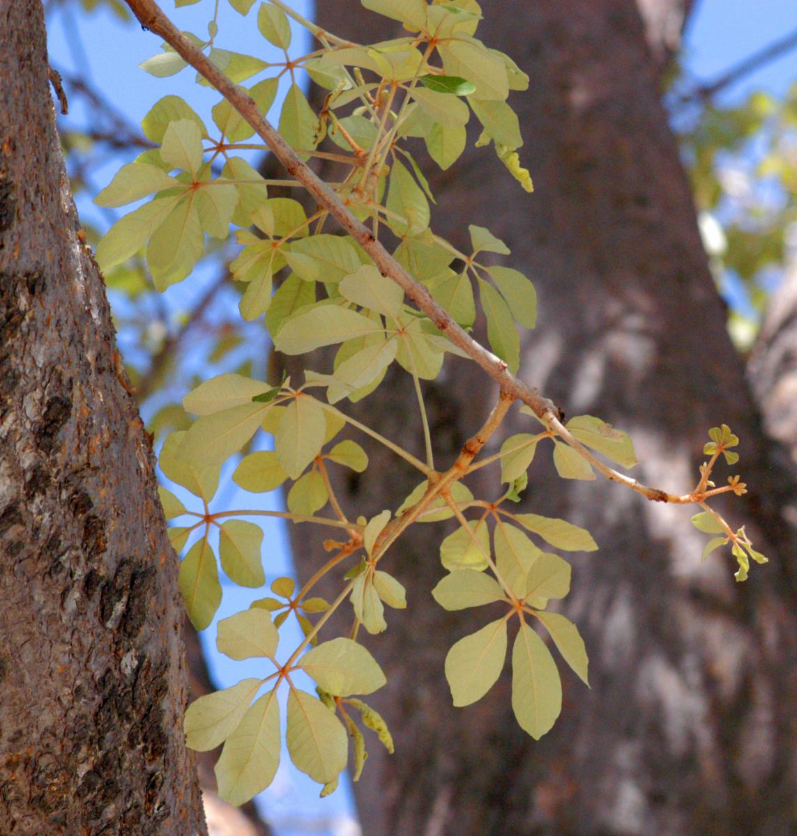 Schinziophyton Rautanenii Flower seeds for Planting Cut Flower Favorite Heirloom & GMO Free Seeds for Home Garden
 
 Sale seeds for home garden planting