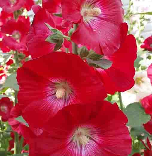 Red Hollyhock Alcea Flower seeds for Planting - Drought Tolerant, Heirloom & GMO Free Seeds for Home Garden
 
 Sale seeds for planting in home garden