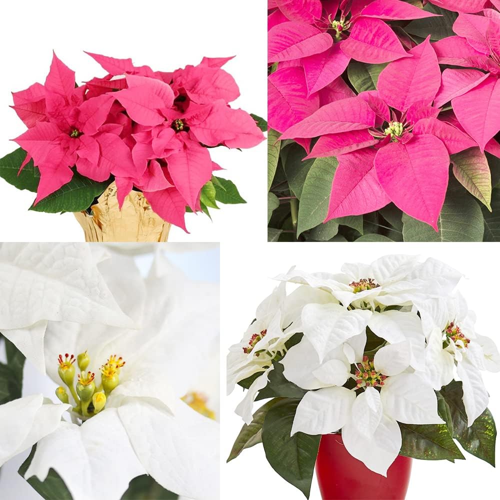 Mixed Poinsettia Flower seeds for Planting - Garden Favorite, Heirloom & GMO Free Seeds for Home Garden
 
 Sale seeds for planting in home garden