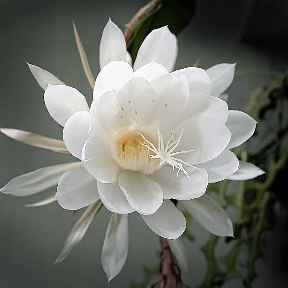 White Epiphyllum Oxypetalum Flower seeds for Planting Cottage Garden Essential Heirloom & GMO Free Seeds for Home Garden 
 
 Sale seeds for home garden planting