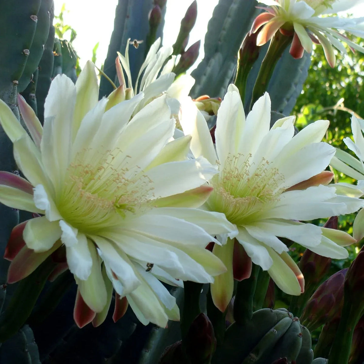 Cereus Flower seeds for Planting - Perfect for Borders, Heirloom & GMO Free Seeds for Home Garden
 
 Sale seeds for planting in home garden
