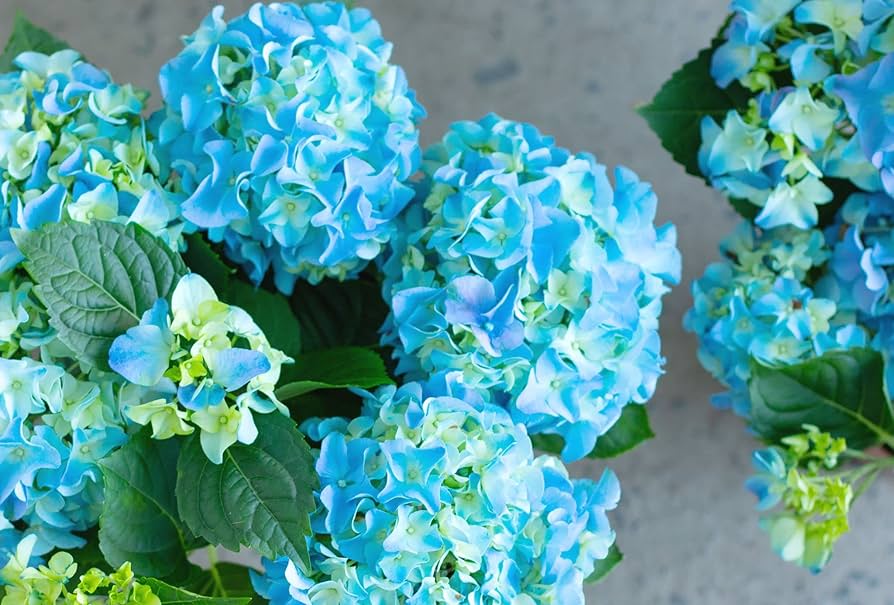 Sea Blue Hydrangea Flower seeds for Planting - Sun Loving, Heirloom & GMO Free Seeds for Home Garden
 
 Sale seeds for planting in home garden