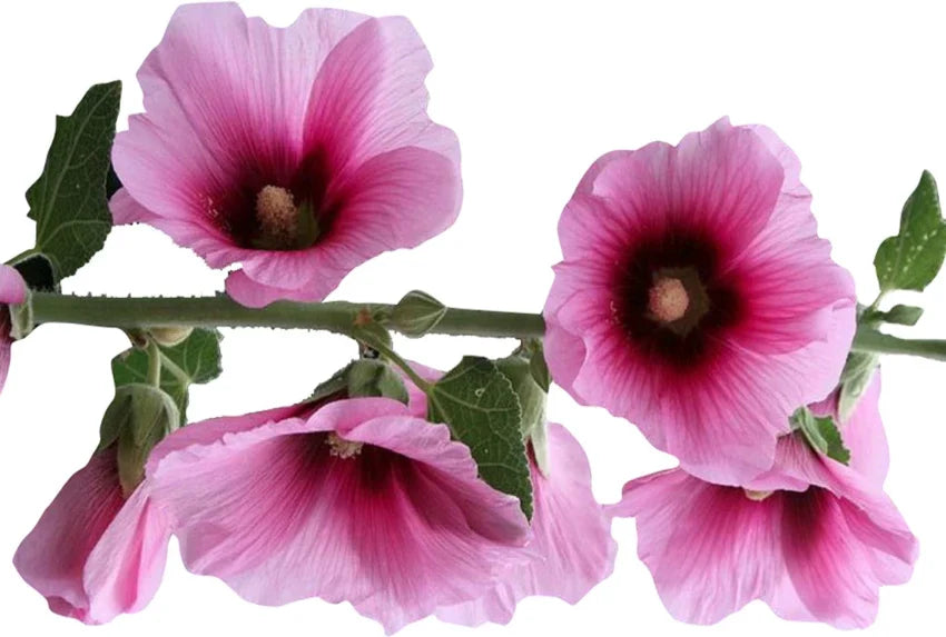 Pink and Yellow Futaba Alcea Rosea Flower seeds for Planting - Drought Tolerant, Heirloom & GMO Free Seeds for Home Garden
 
 Sale seeds for planting in home garden