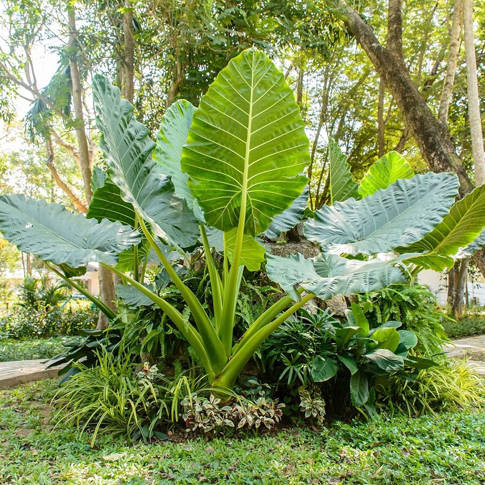 Alocasia Macrorrhiza Flower seeds for Planting Cut Flower Favorite Heirloom & GMO Free Seeds for Home Garden
 
 Sale seeds for home garden planting
