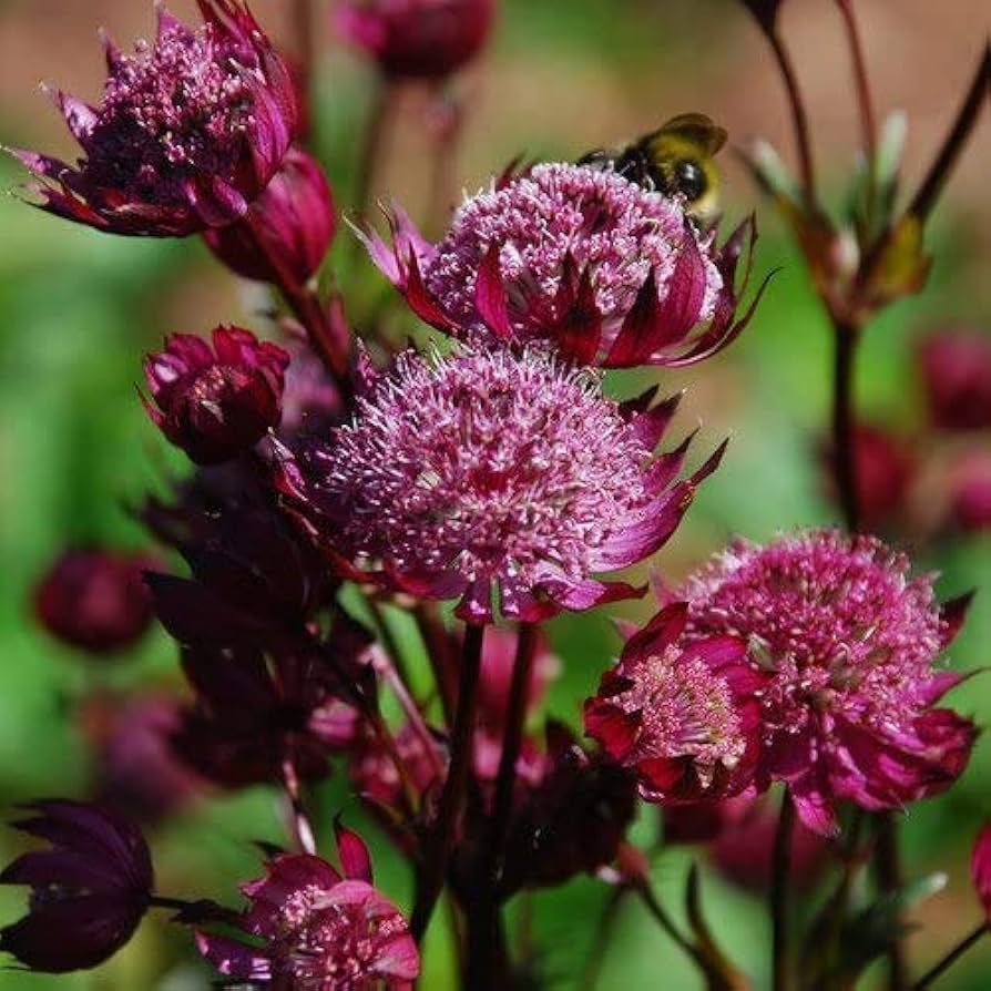 Purple Astrantia Flower seeds for Planting Shade Tolerant Heirloom & GMO Free Seeds for Home Garden
 
 Sale seeds for home garden planting