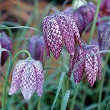 Fritillaria Flower seeds for Planting - Colorful Display, Heirloom & GMO Free Seeds for Home Garden
 
 Sale seeds for planting in home garden