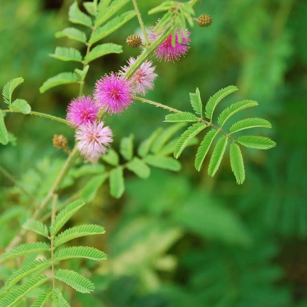 Mimosa Pudica Flower seeds for Planting Wildflower Mix Heirloom & GMO Free Seeds for Home Garden 
 
 Sale seeds for home garden planting