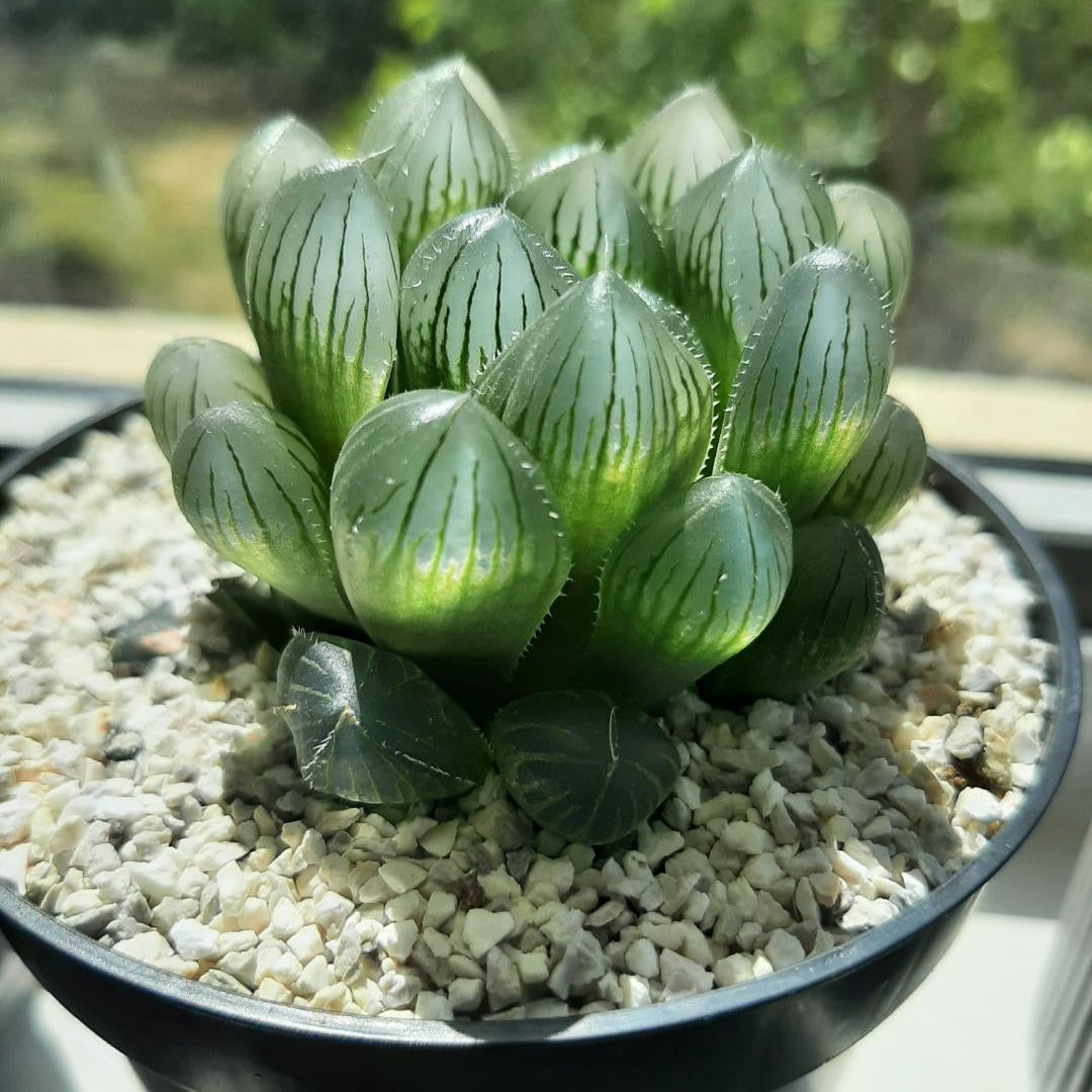 Haworthia Cooperi Flower seeds for Planting - Compact Growth, Heirloom & GMO Free Seeds for Home Garden
 
 Sale for planting in home garden