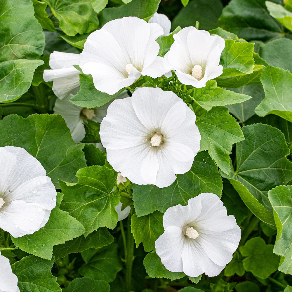 White Lavatera Flower seeds for Planting Drought Tolerant Heirloom & GMO Free Seeds for Home Garden
 
 Sale seeds for home garden planting