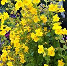 Yellow Mimulus Guttatus Flower seeds for Planting - Low Maintenance, Heirloom & GMO Free Seeds for Home Garden
 
 Sale seeds for planting in home garden
