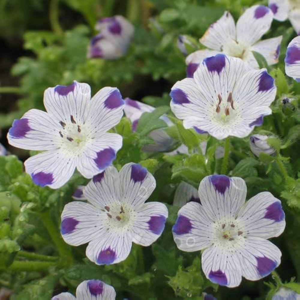 White Blue Maculata Flower seeds for Planting Seasonal Bloomer Heirloom & GMO Free Seeds for Home Garden 
 
 Sale seeds for home garden planting