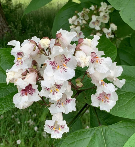 Catalpa Flower seeds for Planting - Drought Tolerant, Heirloom & GMO Free Seeds for Home Garden
 
 Sale seeds for planting in home garden