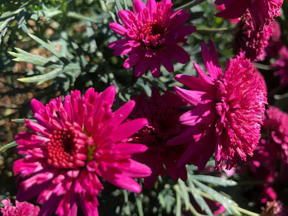 Heirloom Pink Argyranthemum Flower seeds for Planting - Hardy Variety, Heirloom & GMO Free Seeds for Home Garden
 
 Sale seeds for planting in home garden