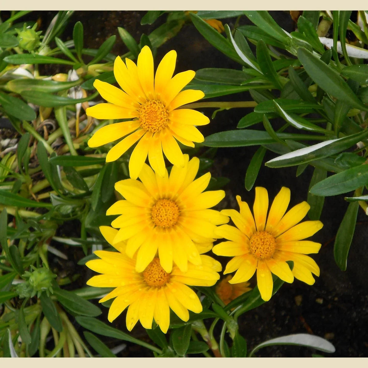Yellow Gazania Flower seeds for Planting Long Bloom Season Heirloom & GMO Free Seeds for Home Garden
 
 Sale seeds for home garden planting