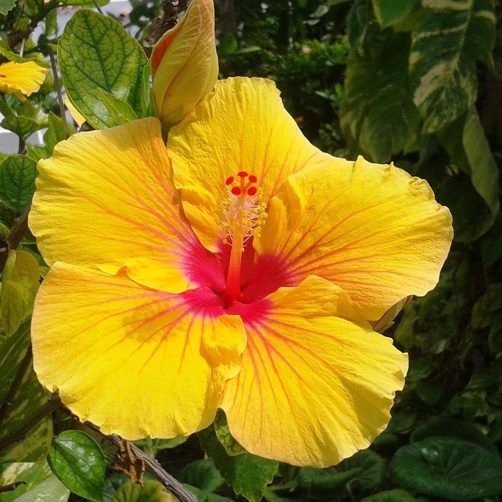 Clear Hibiscus Flower seeds for Planting Drought Tolerant Heirloom & GMO Free Seeds for Home Garden
 
 Sale seeds for home garden planting
