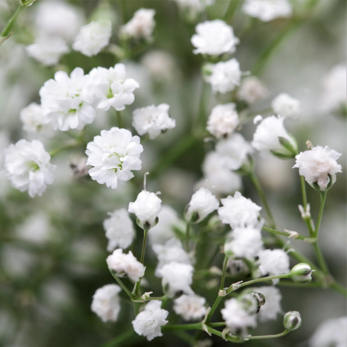 Gypsophila Paniculata Flower seeds for Planting - Long Bloom Season, Heirloom & GMO Free Seeds for Home Garden
 
 Sale seeds for planting in home garden