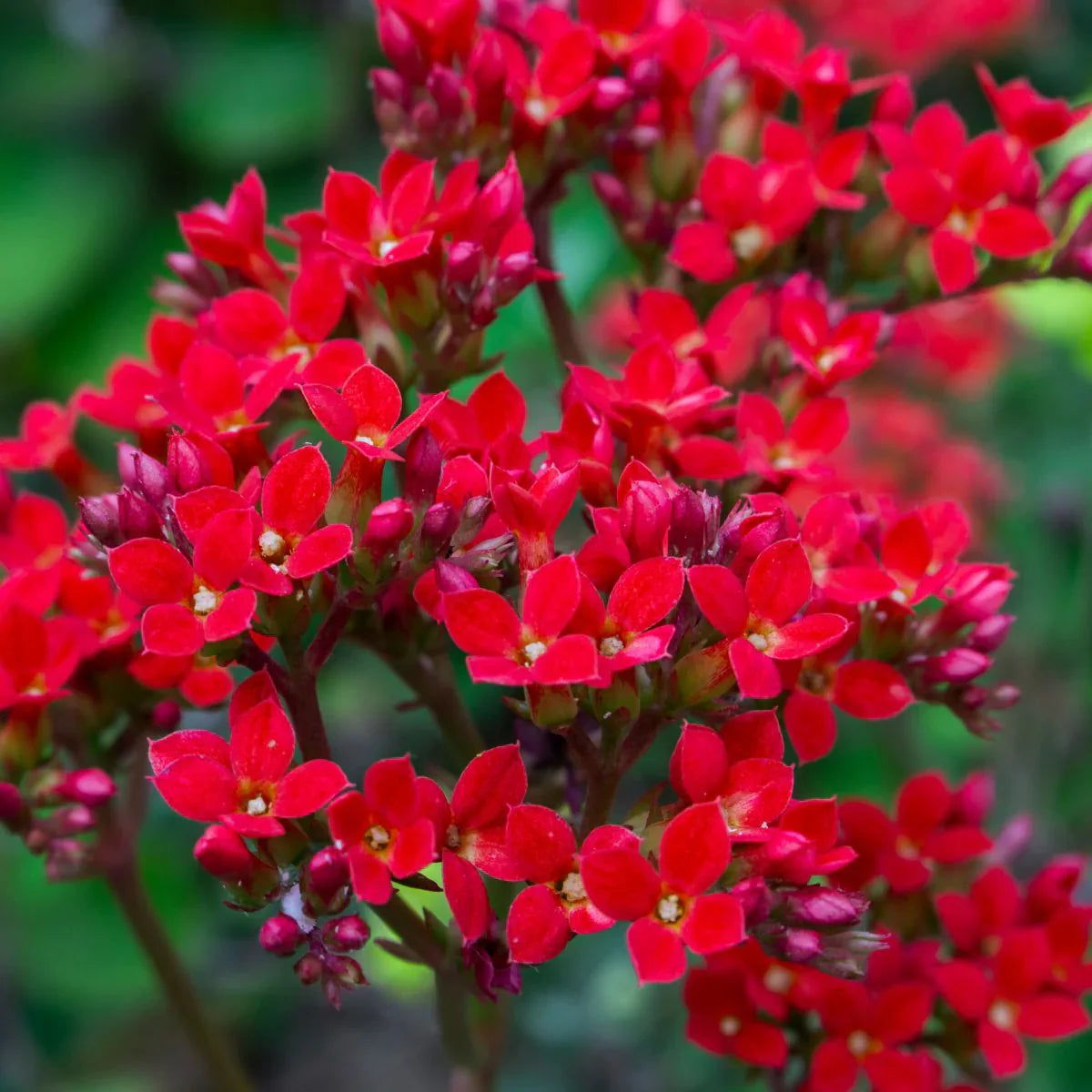 Red Kalanchoe Flower seeds for Planting Perfect for Borders Heirloom & GMO Free Seeds for Home Garden
 
 Sale seeds for home garden planting