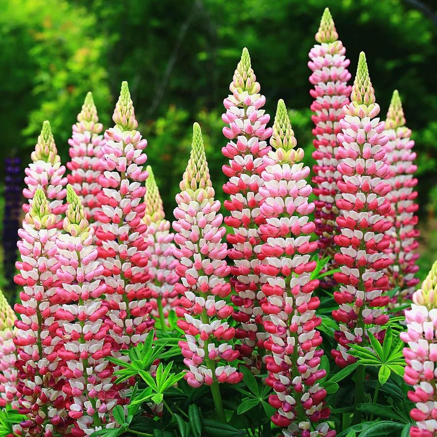 Russell Lupine Seeds Flower seeds for Planting Cottage Garden Essential Heirloom & GMO Free Seeds for Home Garden 
 
 Sale seeds for home garden planting