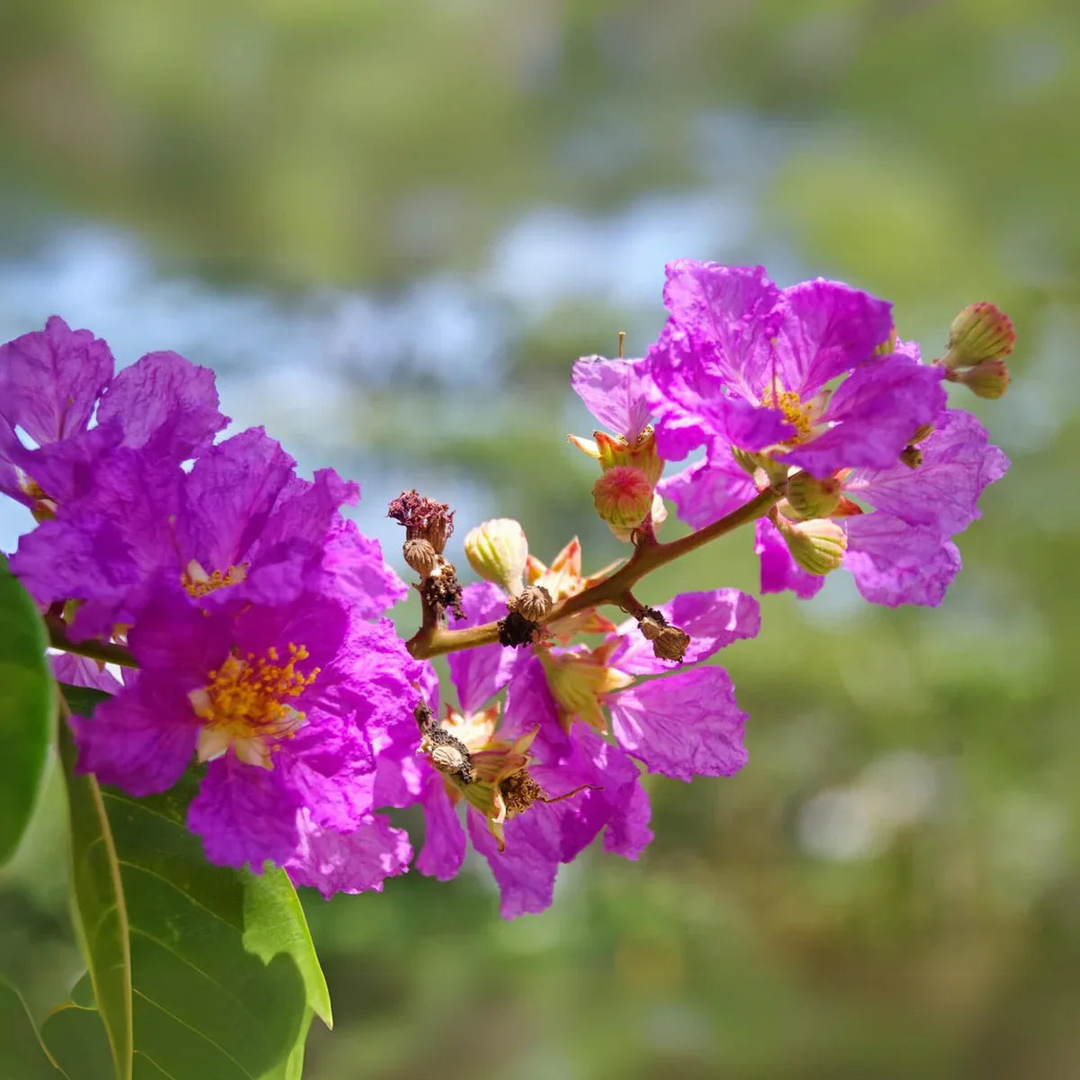 Lagerstroemia Flower seeds for Planting Perfect for Borders Heirloom & GMO Free Seeds for Home Garden 
 
 Sale for planting in home garden