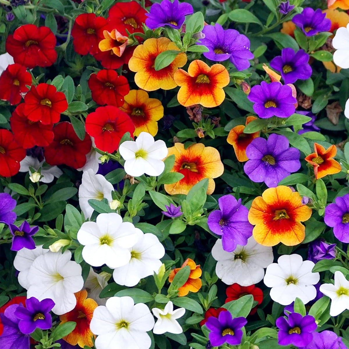 Mixed Calibrachoa Flower seeds for Planting Perfect for Borders Heirloom & GMO Free Seeds for Home Garden 
 
 Sale seeds for home garden planting