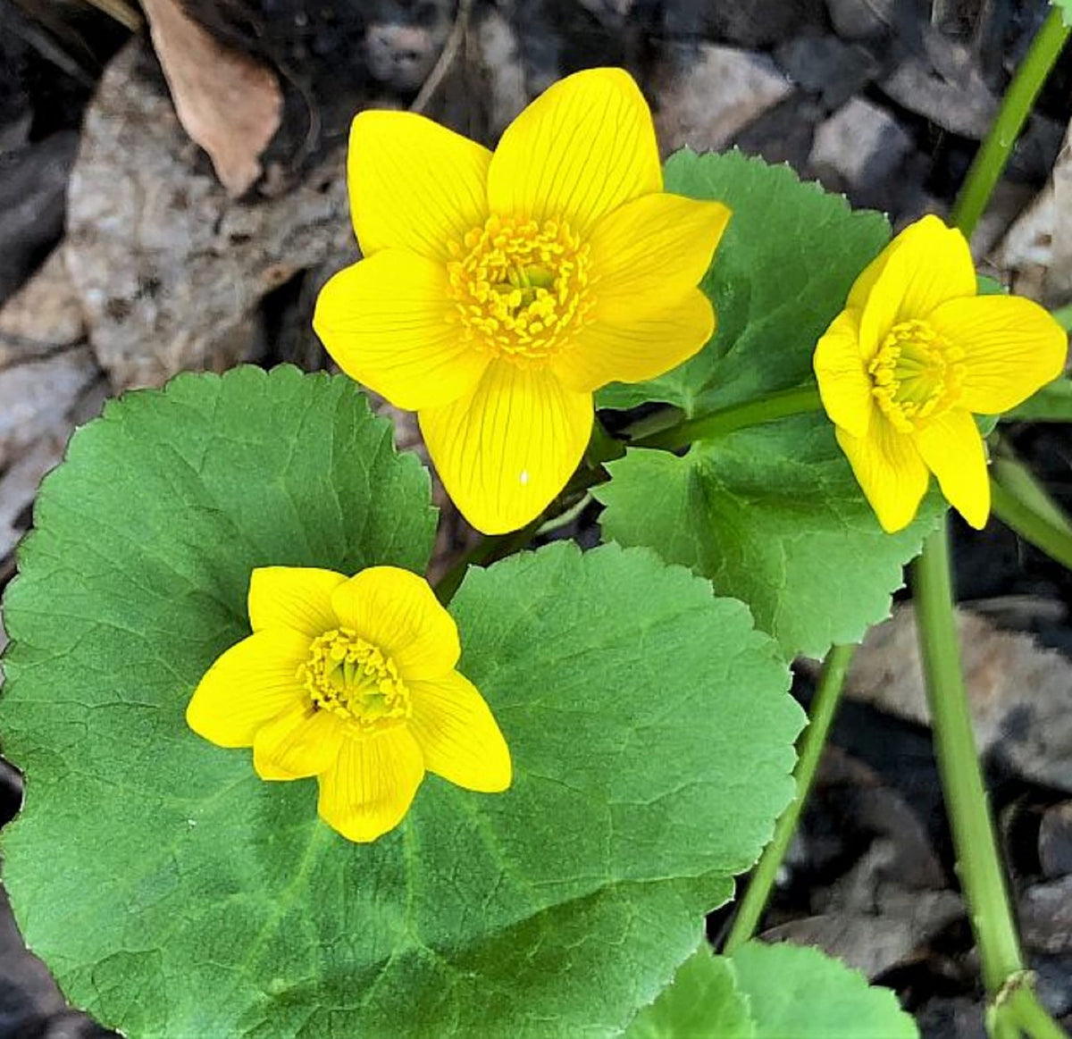 Marsh Marigold Flower seeds for Planting Drought Tolerant Heirloom & GMO Free Seeds for Home Garden 
 
 Sale seeds for home garden planting
