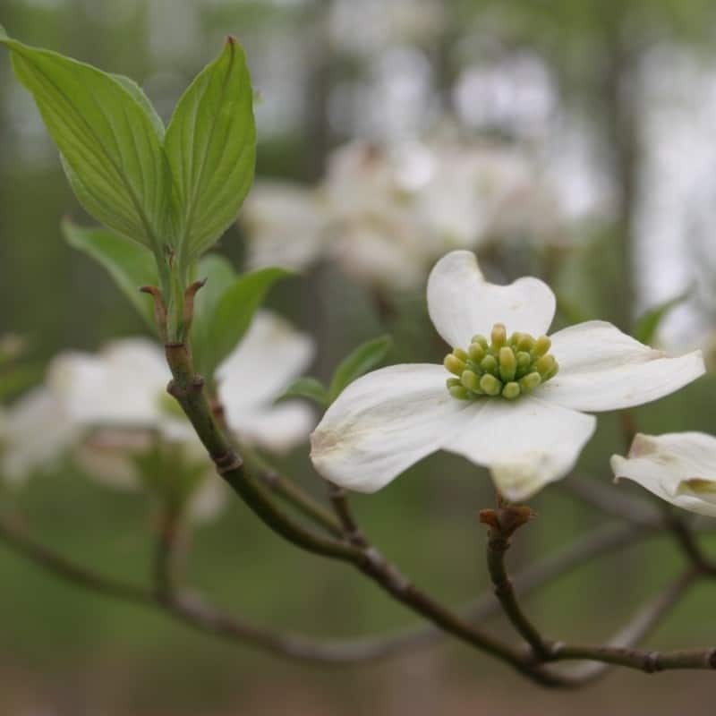 Cornus Flower seeds for Planting Low Maintenance Heirloom & GMO Free Seeds for Home Garden 
 
 Sale seeds for home garden planting
