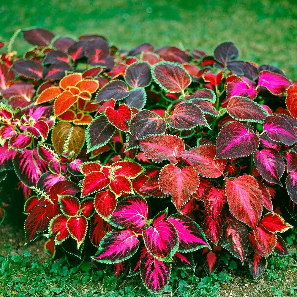 Coleus Flower seeds for Planting Long Bloom Season Heirloom & GMO Free Seeds for Home Garden 
 
 Sale seeds for home garden planting
