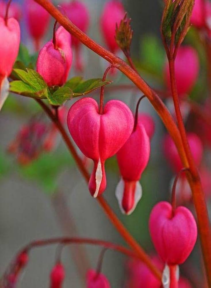 Pink Bleeding Hearts Flower seeds for Planting - Pollinator Friendly, Heirloom & GMO Free Seeds for Home Garden
 
 Sale seeds for planting in home garden